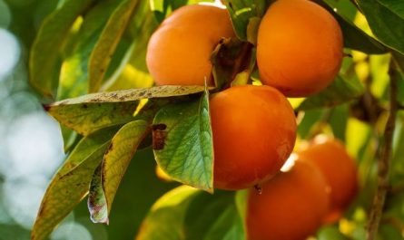 Dream about eating persimmon : Meaning & Interpretations