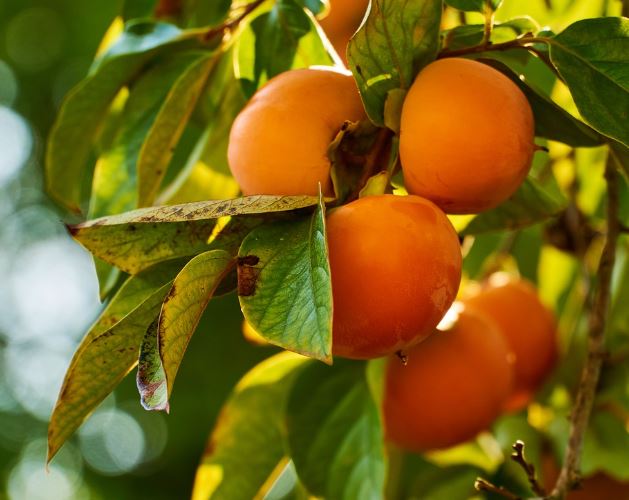 Dream about eating persimmon : Meaning & Interpretations