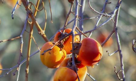 Dream about persimmon tree : Meaning & Interpretations