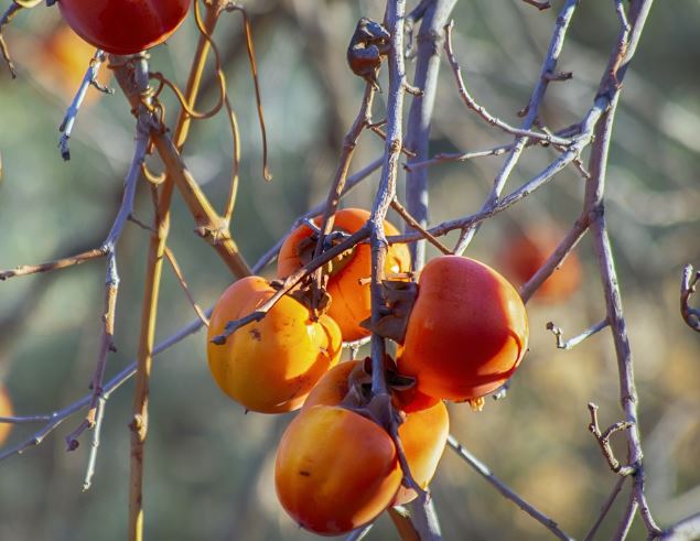 Dream about persimmon tree : Meaning & Interpretations