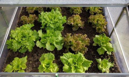 Dream about lettuce : Meaning & Interpretations