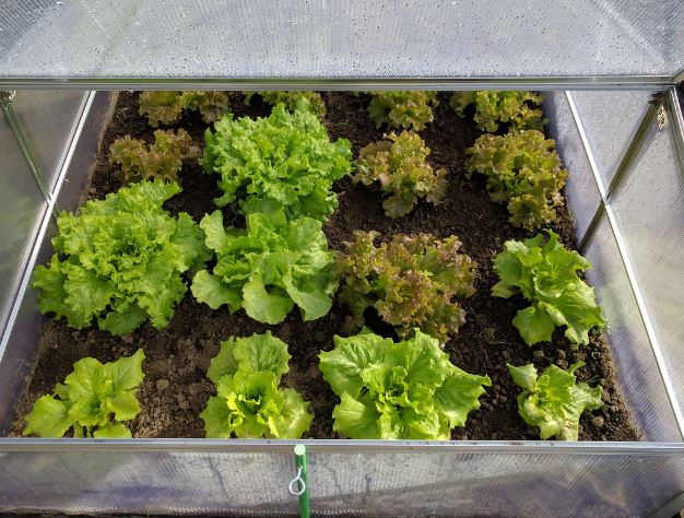 Dream about lettuce : Meaning & Interpretations