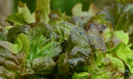 Dream about Picking lettuce : Meaning & Interpretations