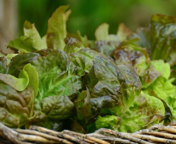 Dream about Picking lettuce : Meaning & Interpretations