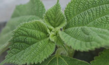 Dreaming about sesame leaves : Meaning & Interpretations