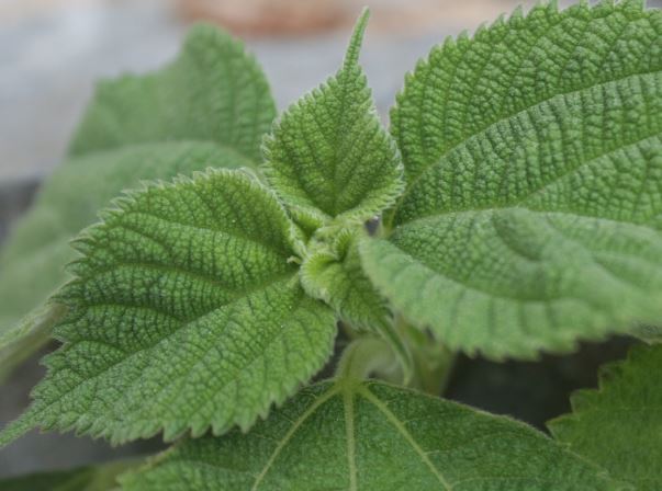 Dreaming about sesame leaves : Meaning & Interpretations