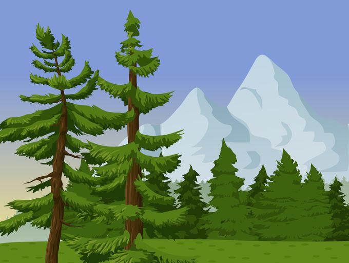 Dream about pine trees : Meaning & Interpretations