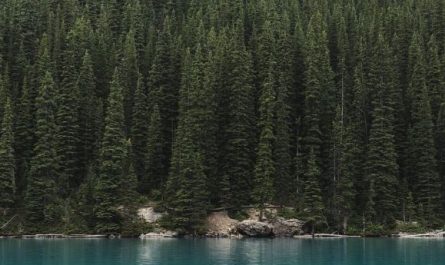 Dream about a large pine tree : Meaning & Interpretations