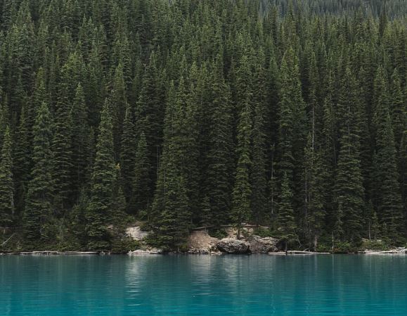 Dream about a large pine tree : Meaning & Interpretations