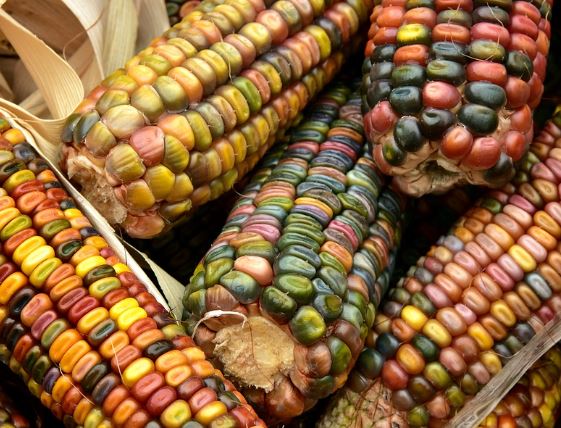 Dream about boiled corn : Meaning & Interpretations