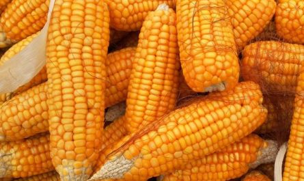 Dream about corn : Meaning & Interpretations