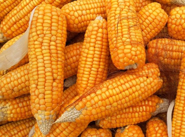 Dream about corn : Meaning & Interpretations
