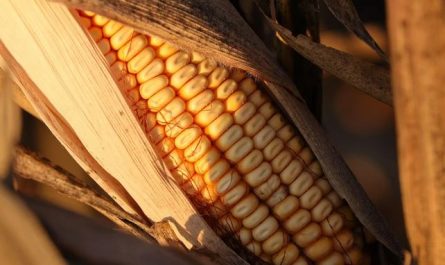 Dream about receiving corn : Meaning & Interpretations