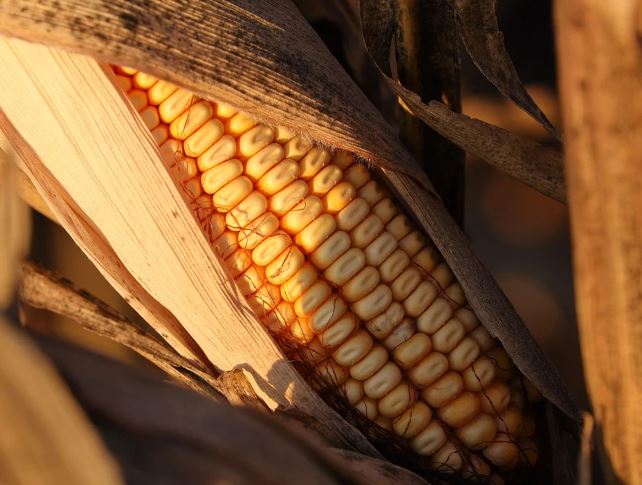 Dream about receiving corn : Meaning & Interpretations