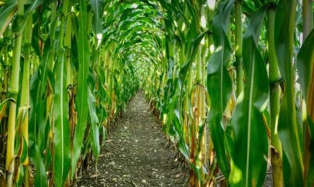 Dream about cornfield : Meaning & Interpretations