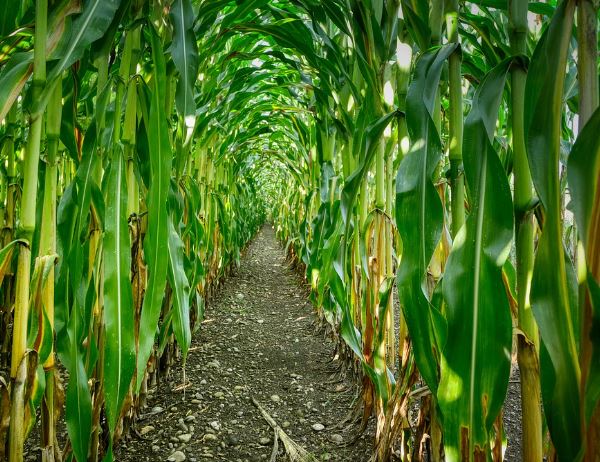 Dream about cornfield : Meaning & Interpretations