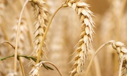 Dream about barley : Meaning & Interpretations