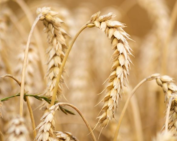 Dream about barley : Meaning & Interpretations