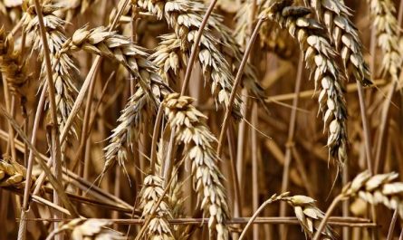 Dream about barley field : Meaning & Interpretations