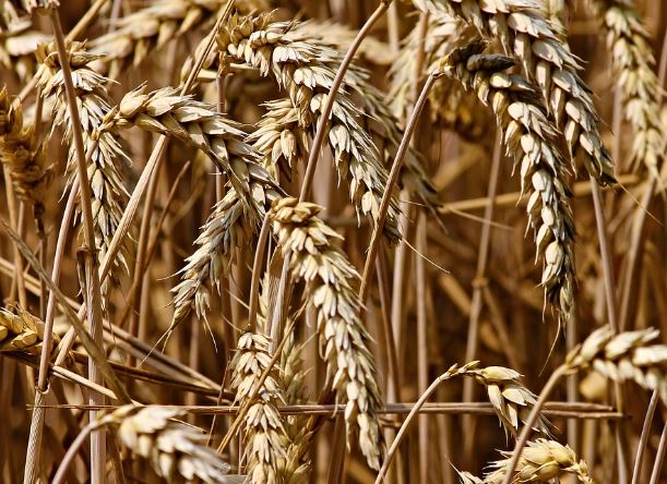 Dream about barley field : Meaning & Interpretations