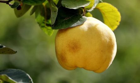 Dream about papaya : Meaning & Interpretations