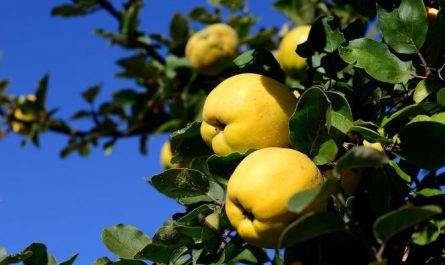 Dream about Eating papaya : Meaning & Interpretations