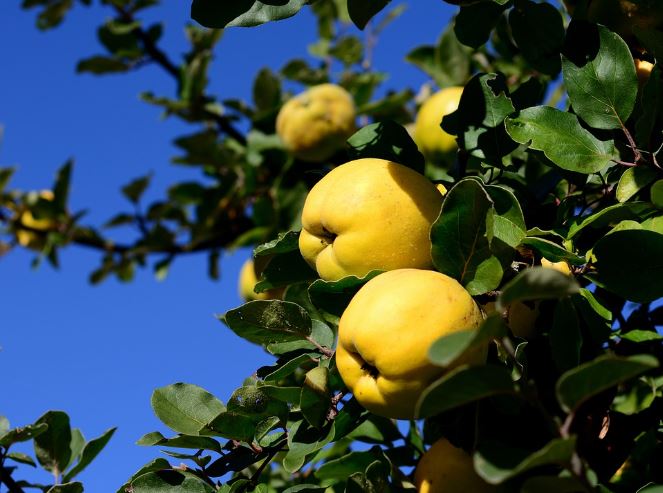 Dream about Eating papaya : Meaning & Interpretations