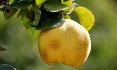 Dream about papaya tree : Meaning & Interpretations