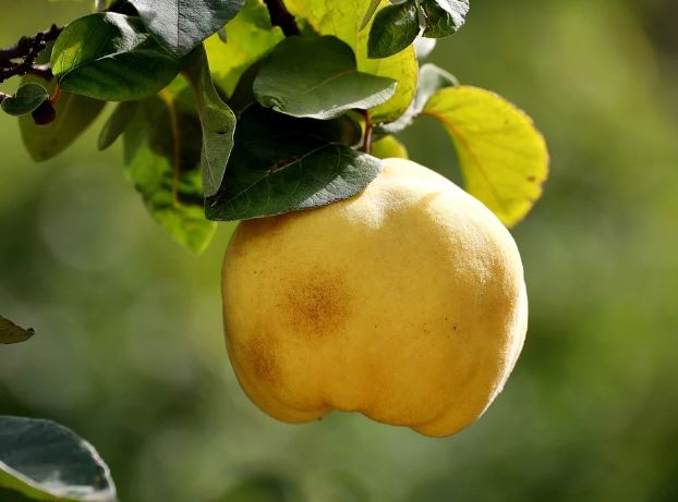 Dream about papaya tree : Meaning & Interpretations