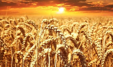Dream about barley : Meaning & Interpretations