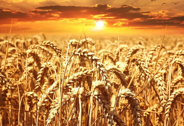 Dream about barley : Meaning & Interpretations