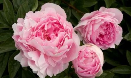 Dream about peony flowers : Meaning & Interpretations
