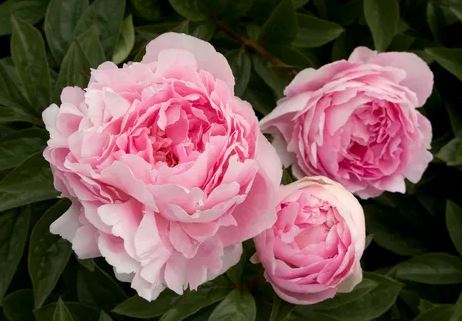 Dream about peony flowers : Meaning & Interpretations