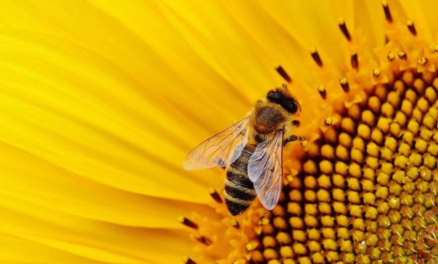 Dreaming of a bee sting : Meaning & Interpretations