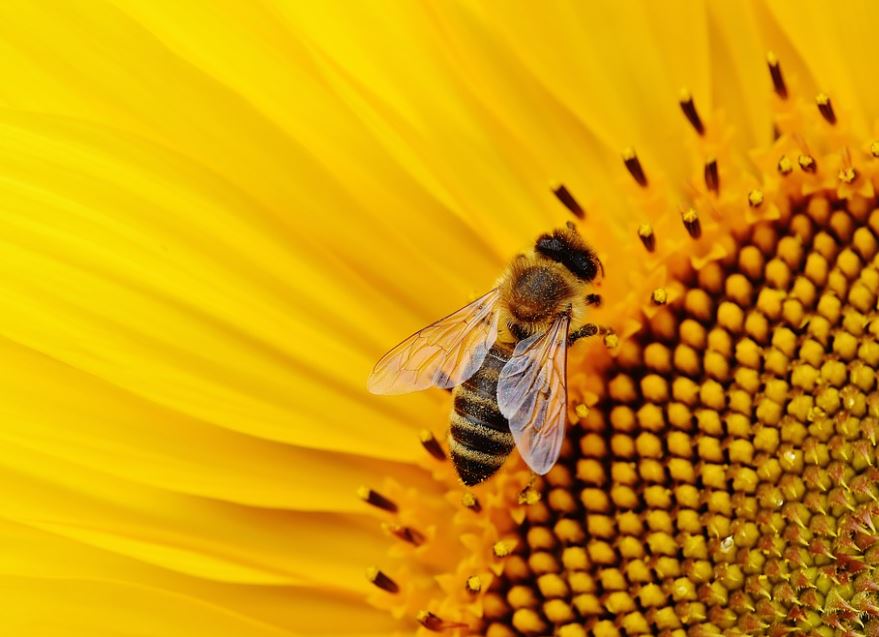 Dreaming of a bee sting : Meaning & Interpretations
