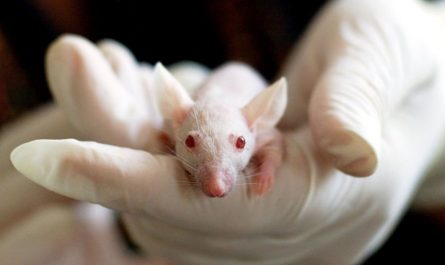 Dream about guinea pig : Meaning & Interpretations