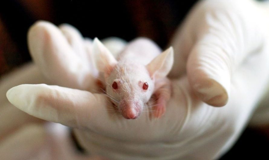 Dream about guinea pig  : Meaning & Interpretations