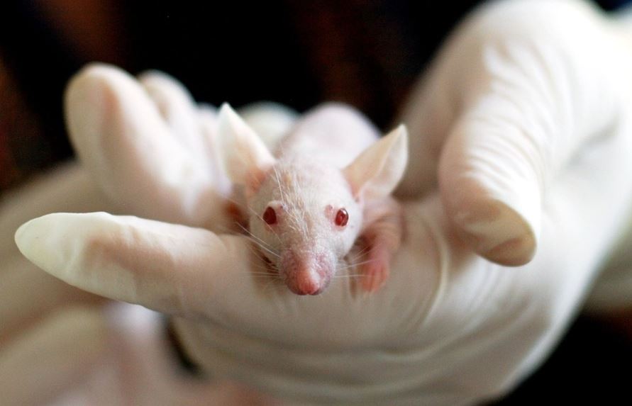 Dream about guinea pig : Meaning & Interpretations