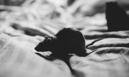 Dream about black rat : Meaning & Interpretations