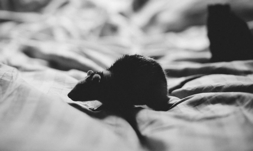 Dream about black rat : Meaning & Interpretations