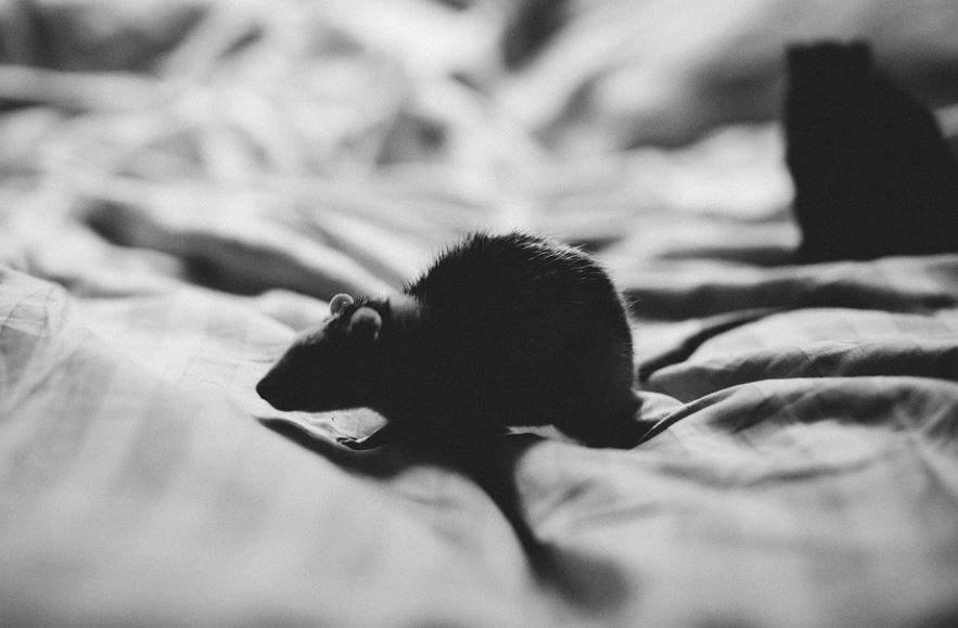Dream about black rat : Meaning & Interpretations