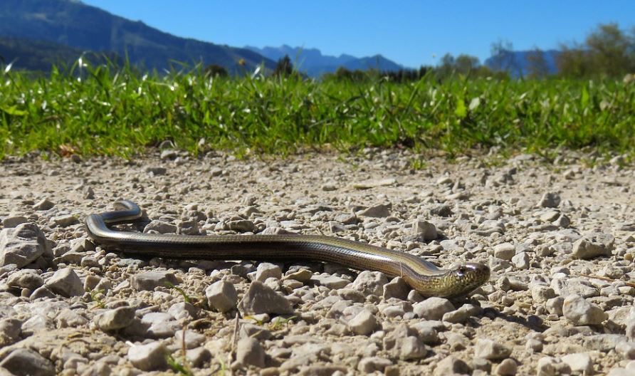 Dream about brown snakes : Meaning & Interpretations