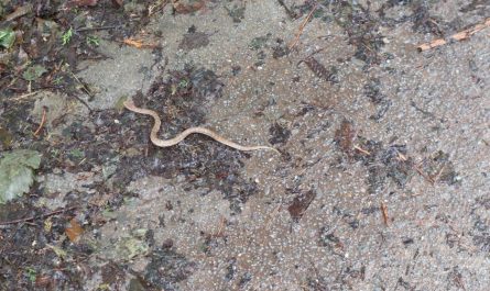 Dream about thread snake : Meaning & Interpretations