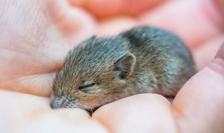 Dream about gray rat : Meaning & Interpretations