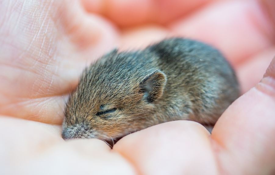 Dream about gray rat : Meaning & Interpretations