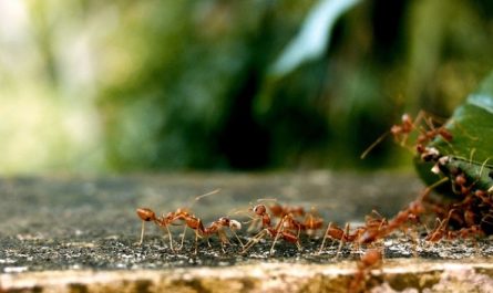 Dream about ants : Meaning & Interpretations