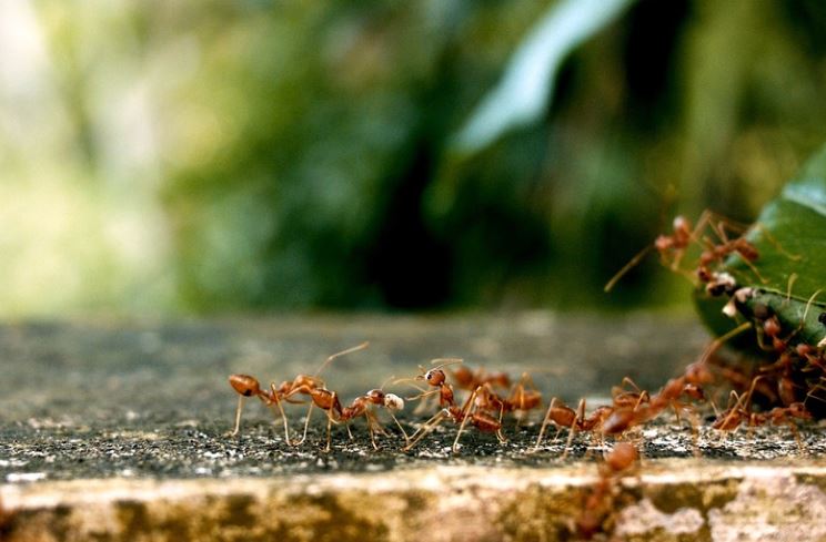 Dream about ants : Meaning & Interpretations