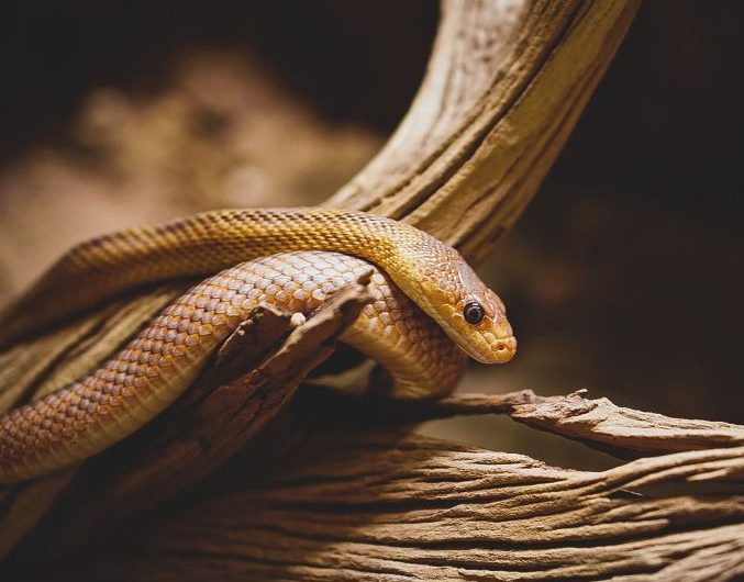 Dream about being chased by a brown snake : Meaning & Interpretations