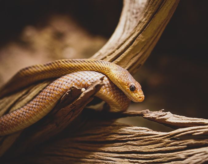 Dream about being chased by a brown snake : Meaning & Interpretations