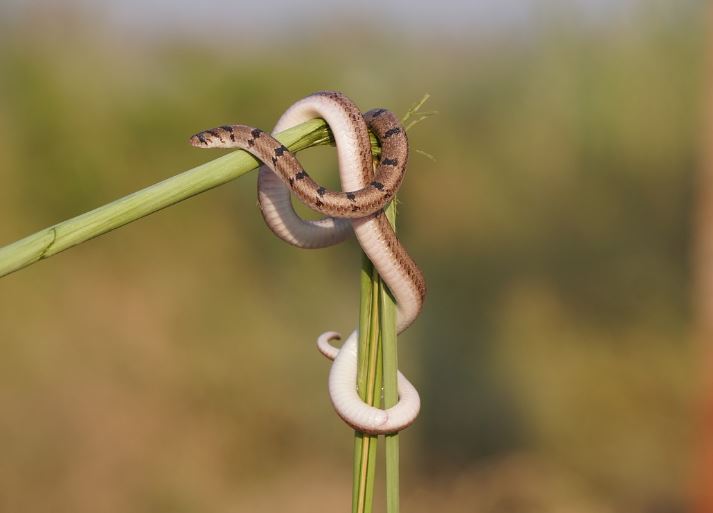 Dream of killing a brown snake : Meaning & Interpretations